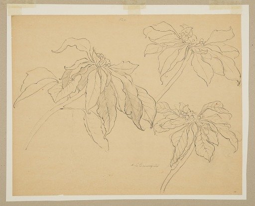 Study of Poinsettias