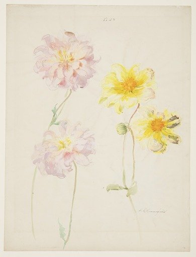 Study of Dahlias