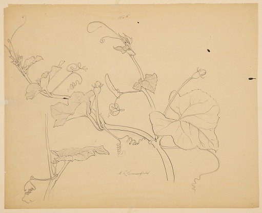 Study of Squash Vines