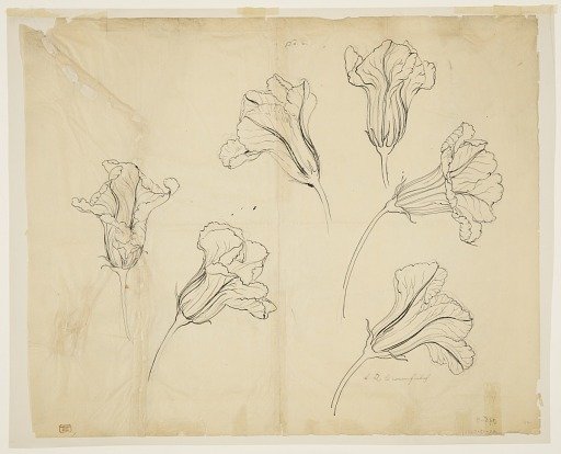 Studies of Squash or Pumpkin Blossoms