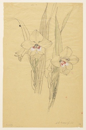 Study of Amaryllises