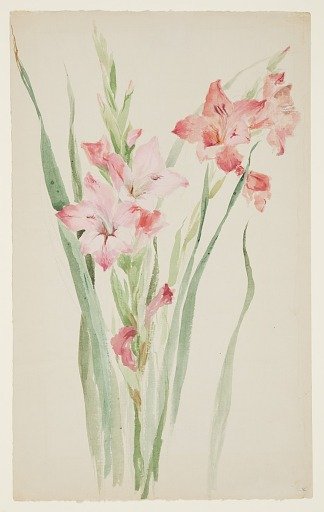 Study of Amaryllises