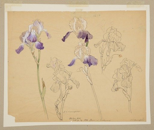 Study of Irises