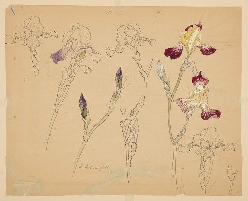 Studies of Irises