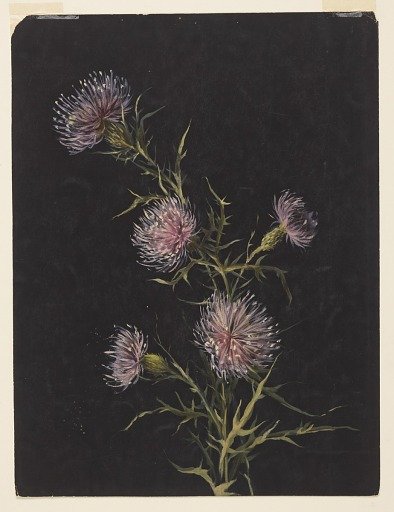 Study of Thistles