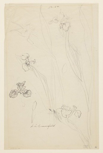Studies of Irises