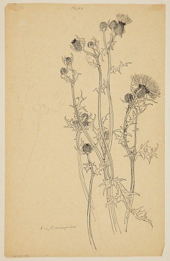 Study of Thistle Plants