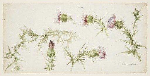 Six Studies of Thistles