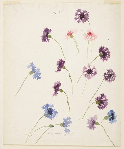 Study of Cornflowers