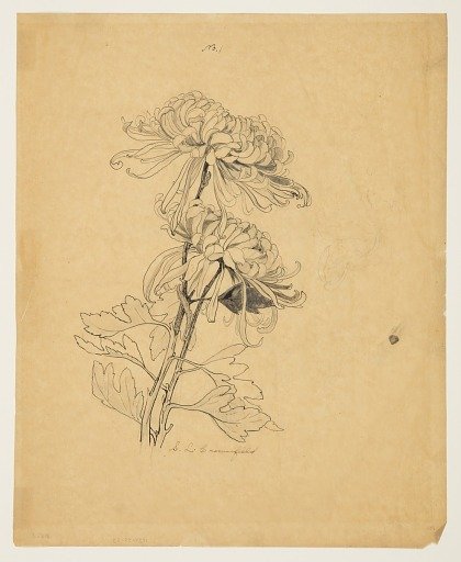 Study of Two Chrysanthemums