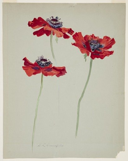 Three Studies of Poppies