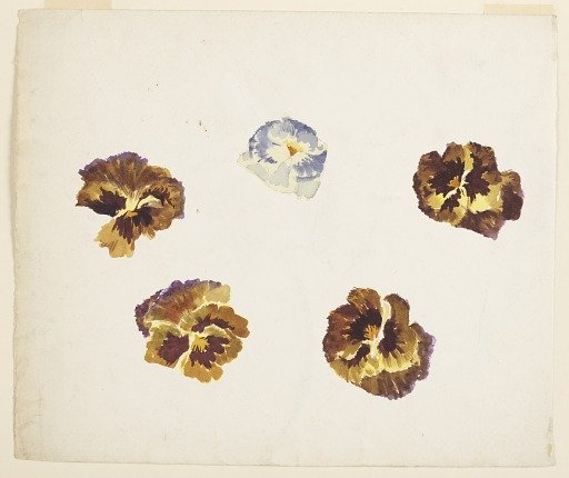 Study of Pansies