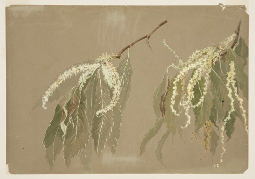 Study of Chestnut Tree Branches