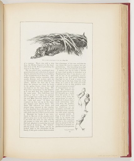 Excerpt from "An Artist Among Animals" for Scribner's Magazine (XIV, No. 6, December 1893, p. 751, 752)