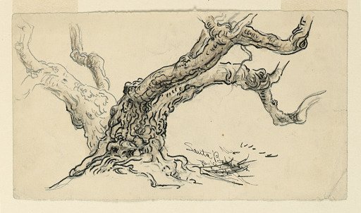 Sketch, Sycamore, Santa Barbara, California