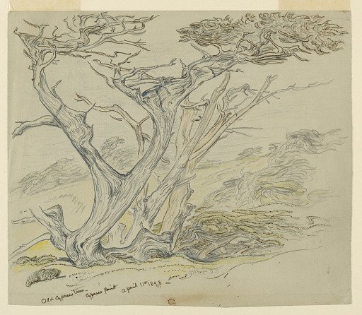 Study of Old Cypress Trees, Cypress Point