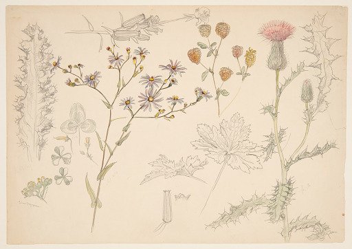 Studies of Meadow Flowers
