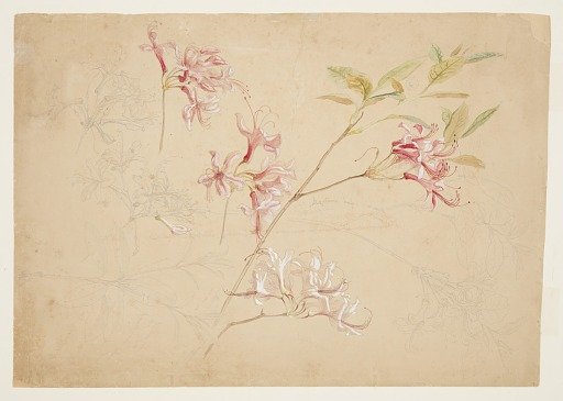 Azaleas