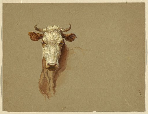 Two Studies of Cattle