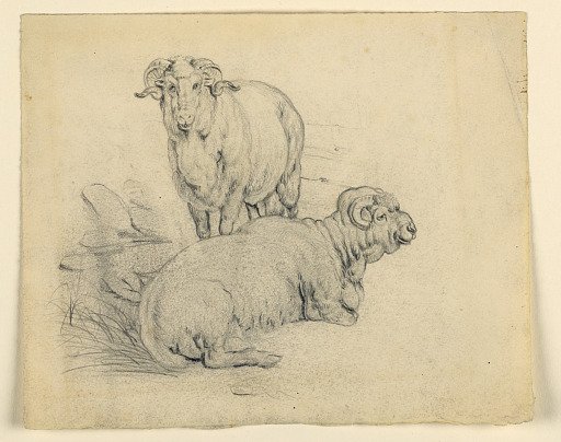 Study of Two Rams