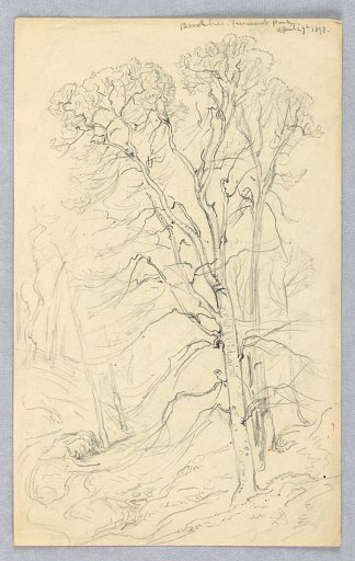 Sketches of Trees