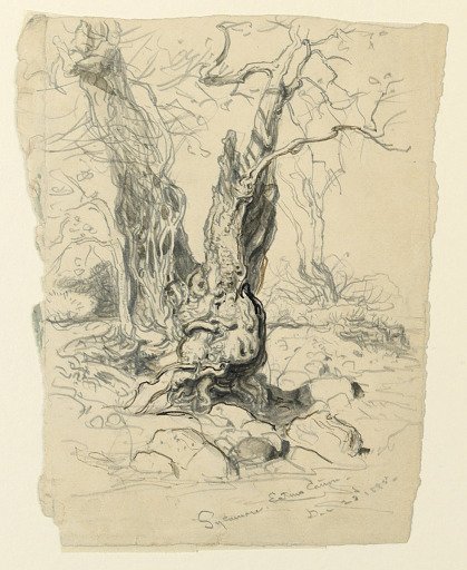 Study of Sycamore