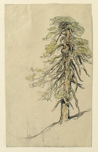 Study of a Tree on a Hillside