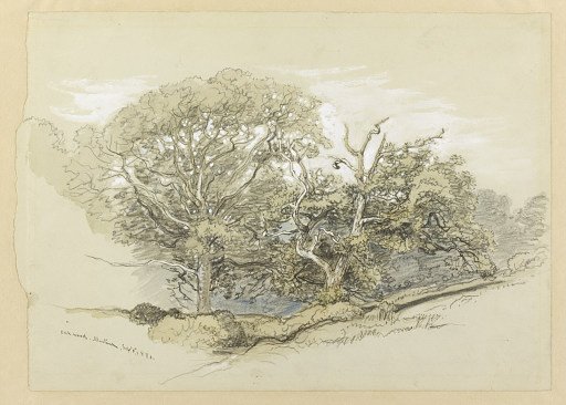 Oak Wood, Montauk, New York