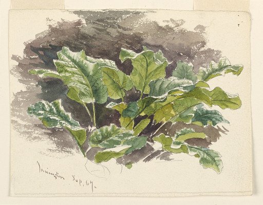 Botanical Study