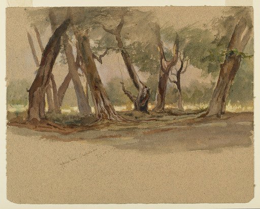 Cypress Trees, Chapultepec, Mexico