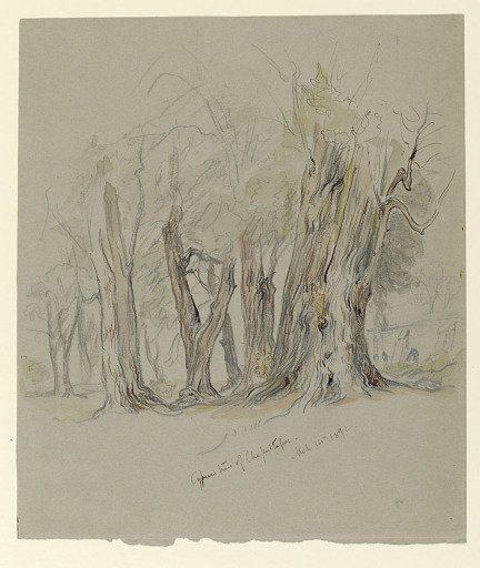 Cypress Trees of Chapultepec, Mexico