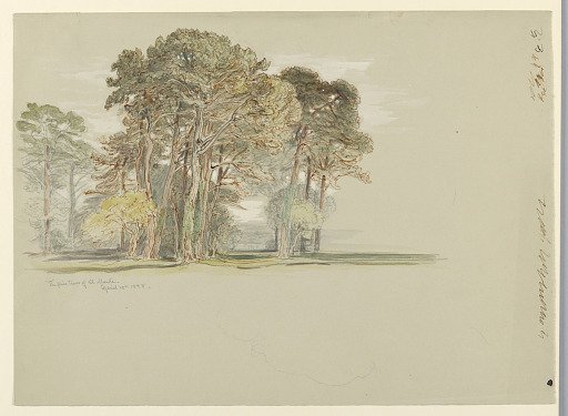 The Pine Trees of El Monte, California