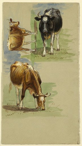 Cattle, Steers