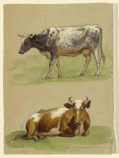Cattle, a Cow Walking and a Cow Crouching