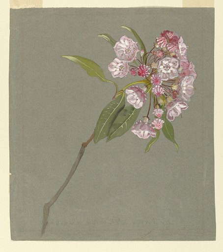 A Bough of Mountain Laurel with Leaves and Blossoms