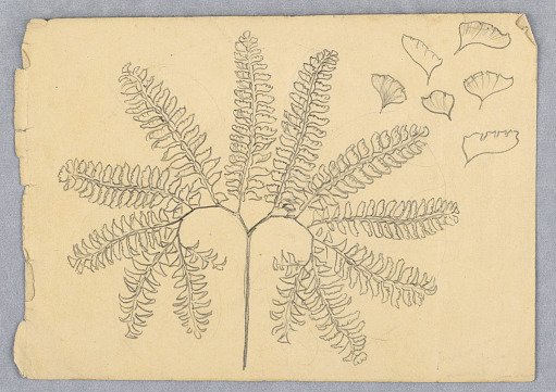 Maidenhair Fern