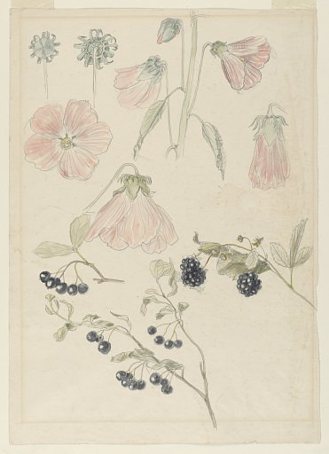 Botanical Detail Studies: Hollyhocks, Blueberries, and Blackberries