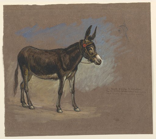 Study of a Mule