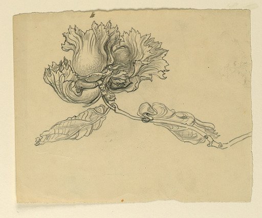 Study for Illustration: Hazelnuts
