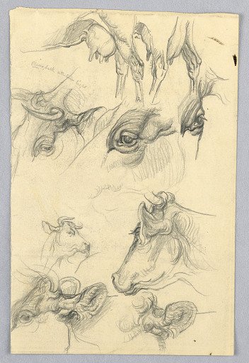 Studies of Cows
