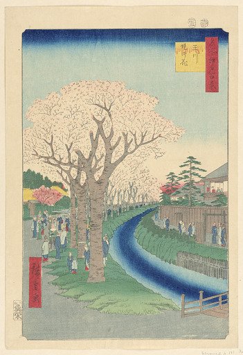 Cherry Blossom Viewing