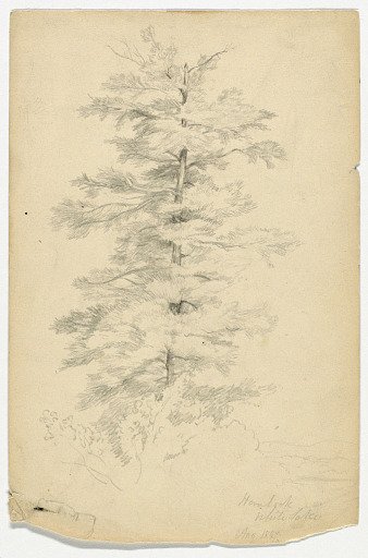 Study of Hemlock near White Lake