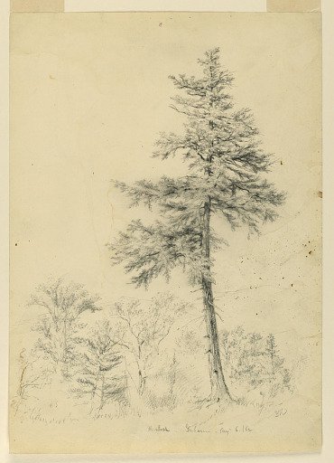 Study of Hemlock, Gorham, New Hampshire