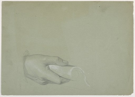 Study of a Man's Hand for "Tribute Money"