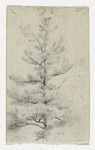 Sketch of a Tree