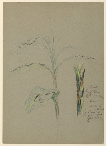Banana Plant