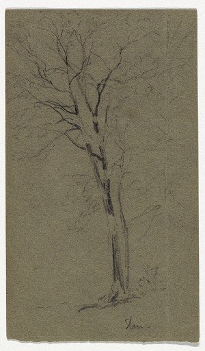 Study of an Elm