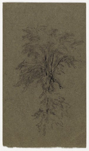 Study of an Elm