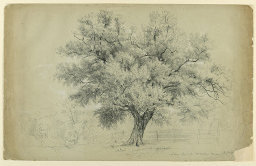 Study of a Willow, North Conway, New Hampshire