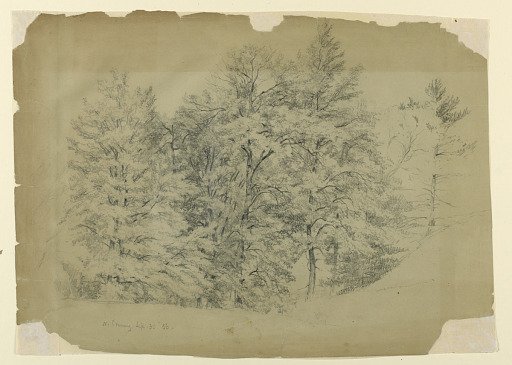Study of Trees, North Conway, New Hampshire